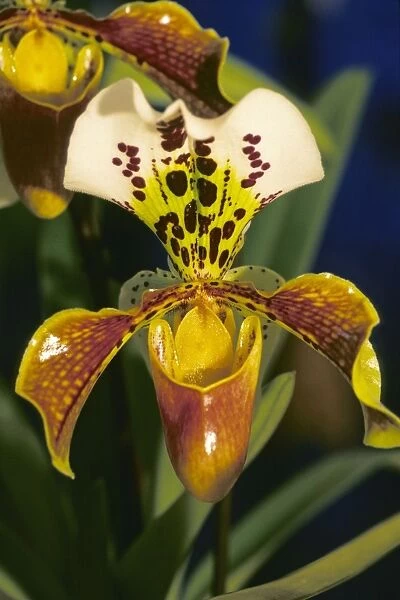 Lady Slipper Orchid - Hybrid Orchid, terrestrial type, in house, Lower Saxony, Germany