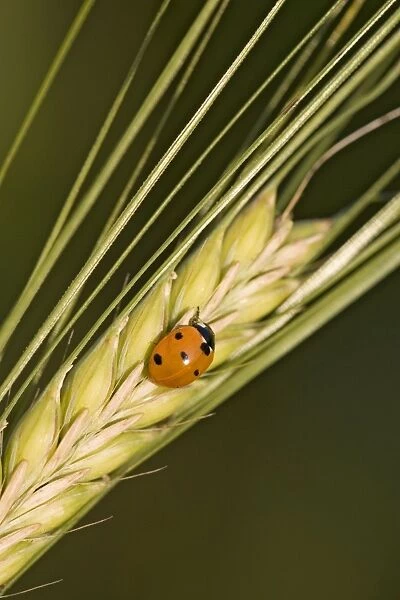 Ladybird - On barley seed head Norfolk UK