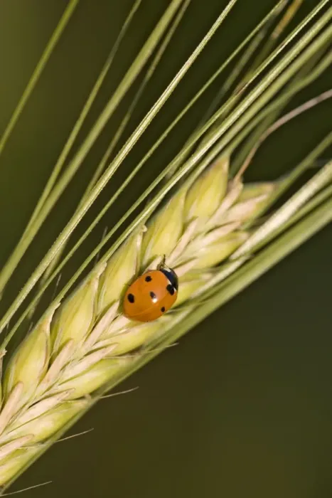 Framed Print : Ladybird - On barley seed head Norfolk UK Framed Print : Ladybird - On barley seed head Norfolk UK