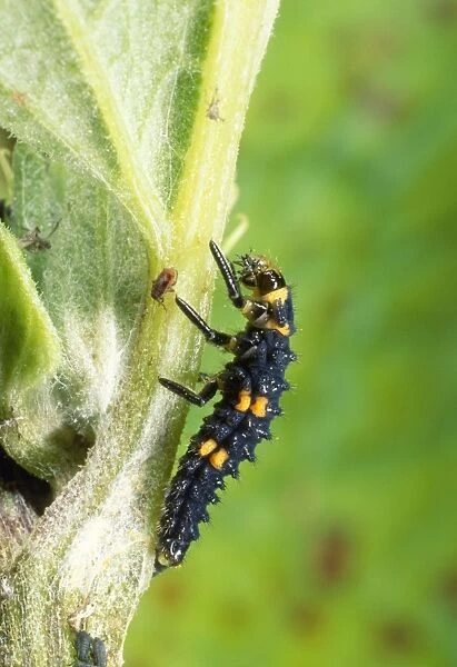 Ladybird Larva - UK Also know as: Coccinella 7-punctata