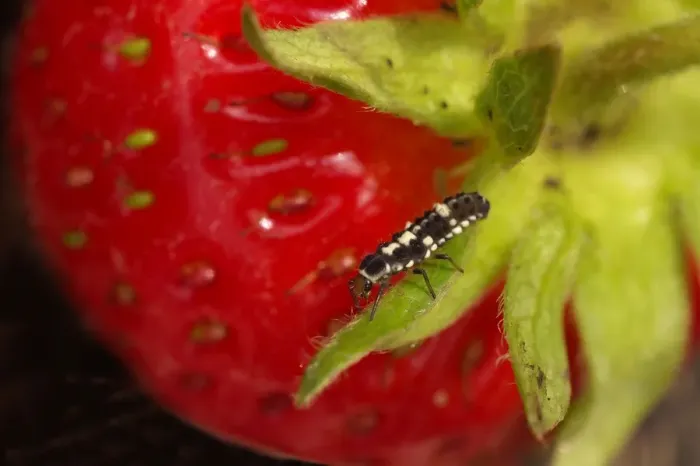 Framed Print : Ladybird Larvae on Strawberry Framed Print : Ladybird Larvae on Strawberry