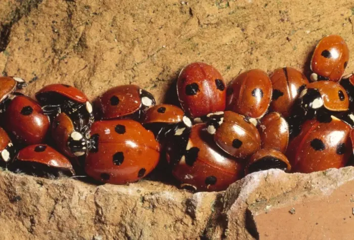 Framed Print : Ladybirds - hibernating UK Framed Print : Ladybirds - hibernating UK