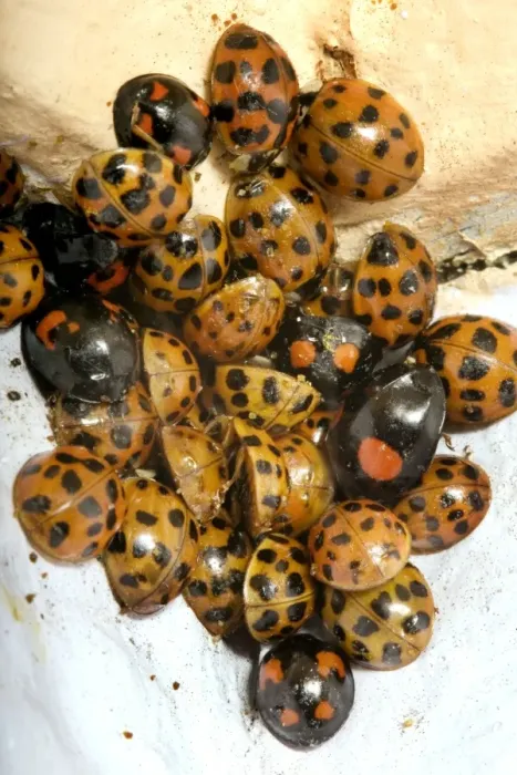 Framed Print : Ladybirds - hibernation Framed Print : Ladybirds - hibernation