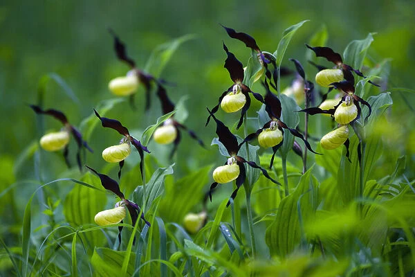 Lady's Slipper Orchid, Hessen, Germany