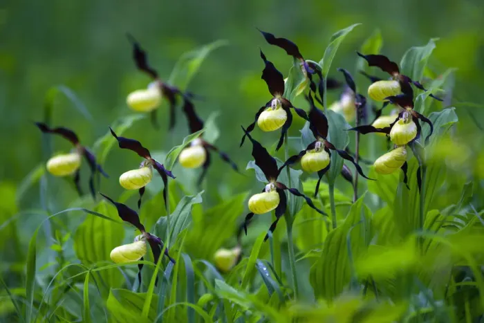 Framed Print : Lady's Slipper Orchid, Hessen, Germany Framed Print : Lady's Slipper Orchid, Hessen, Germany
