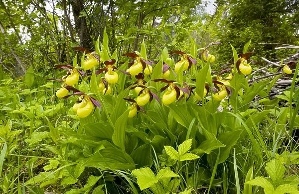 Lady's Slipper Orchids - in ancient flowery wood pasture or wooded meadow at Loode Oakwood or Oak Grove, Saarema Island, Estonia