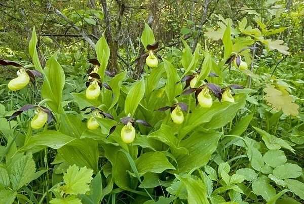 Lady's Slipper Orchids - in beautiful ancient flowery wood pasture or wooded meadow at Loode Oakwood or Oak Grove, Saarema Island, Estonia