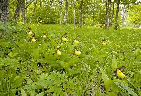 Lady's Slipper Orchids - in Laelatu Wooded Meadow, Puhtu-Laelatu Reserve; West coast of Estonia