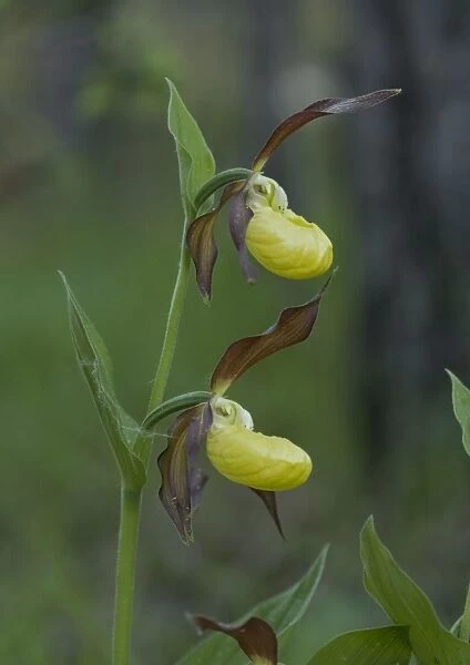 Lady's slipper orchids. Very rare in UK