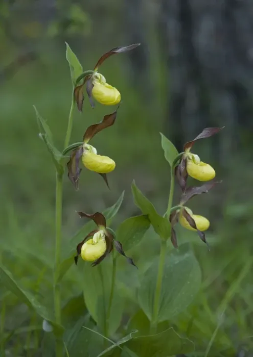 Framed Print : Lady's slipper orchids. Very rare in UK