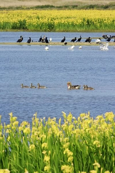 Lagoon landscape - birds resting and feeding, between sand dunes, Texel, Holland