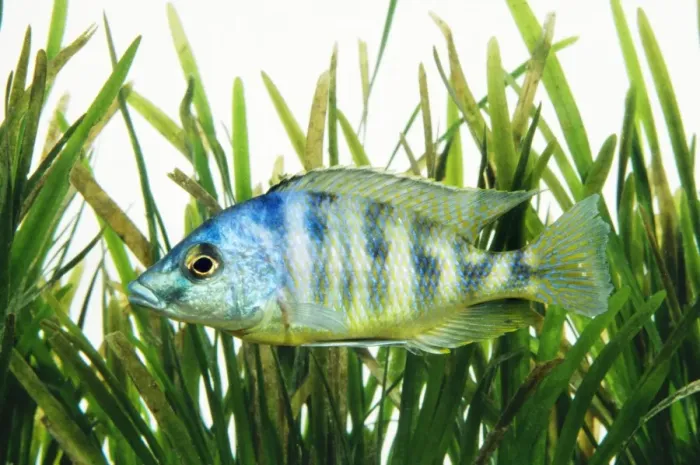 Framed Print : Lake Malawi Cichlid Fish Framed Print : Lake Malawi Cichlid Fish