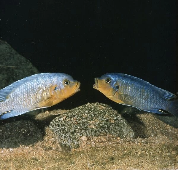Lake Malawi Fish  /  Cichlid - sexual rivalry between males, mouth fighting. Fish on right losing brightness as he loses battle