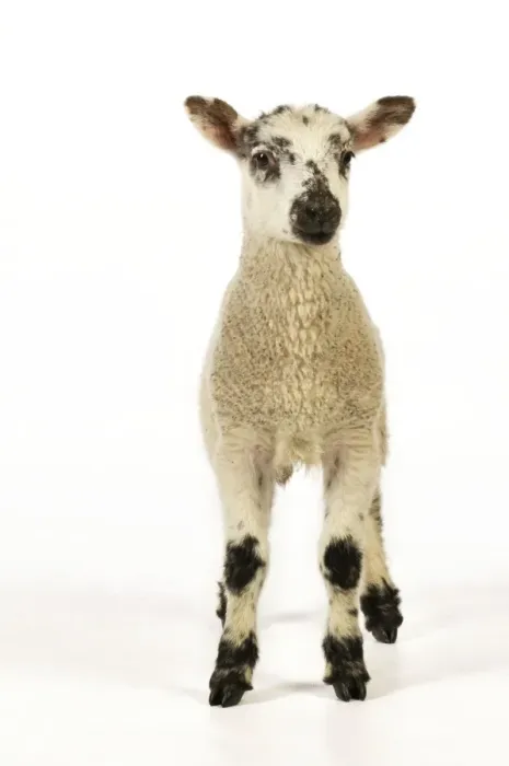 Framed Print : LAMB. Cross breed lamb Framed Print : LAMB. Cross breed lamb