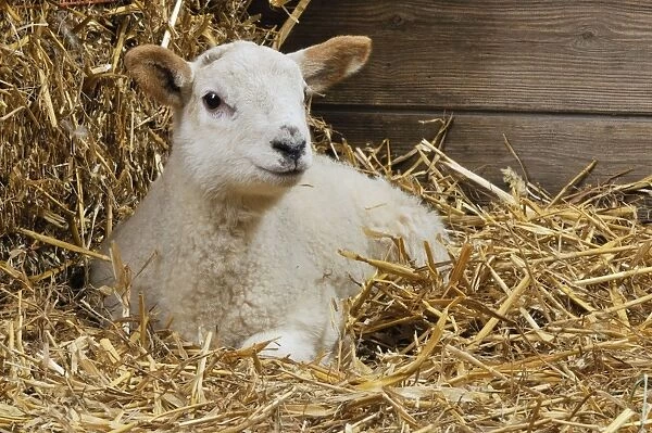 LAMB. Cross breed lamb sitting in straw