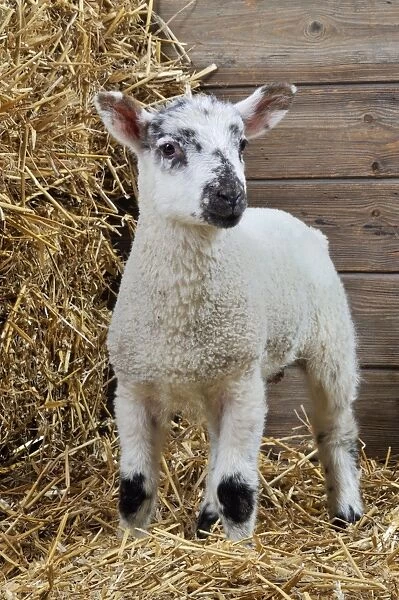 LAMB. Cross breed lamb standing in straw