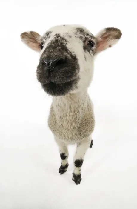 Framed Print : LAMB. Cross breed lamb wide angle shot Framed Print : LAMB. Cross breed lamb wide angle shot