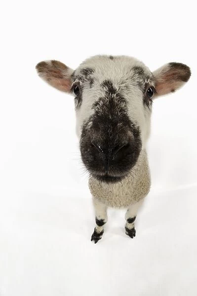 LAMB. Cross breed lamb wide angle shot