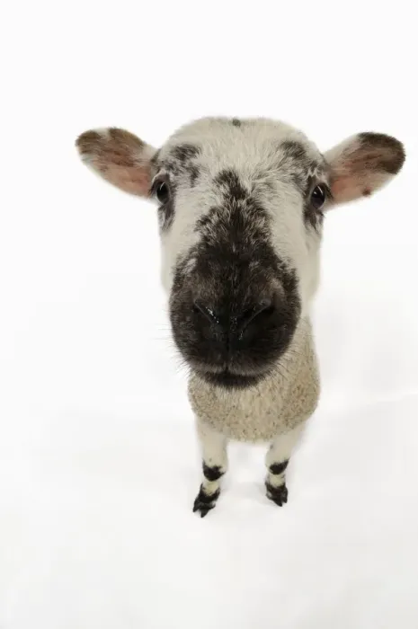 Framed Print : LAMB. Cross breed lamb wide angle shot Framed Print : LAMB. Cross breed lamb wide angle shot