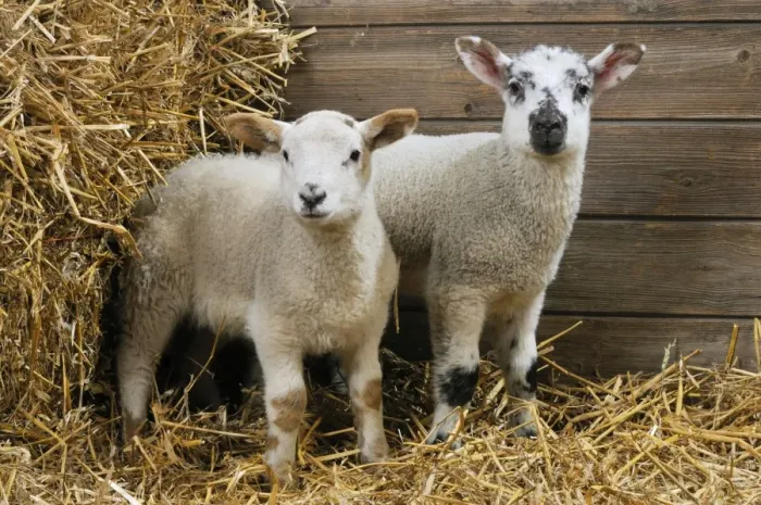 Framed Print : LAMB. Cross breed lambs standing together in straw Framed Print : LAMB. Cross breed lambs standing together in straw