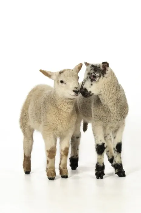 Framed Print : LAMB. Cross breed lambs touching noses Framed Print : LAMB. Cross breed lambs touching noses