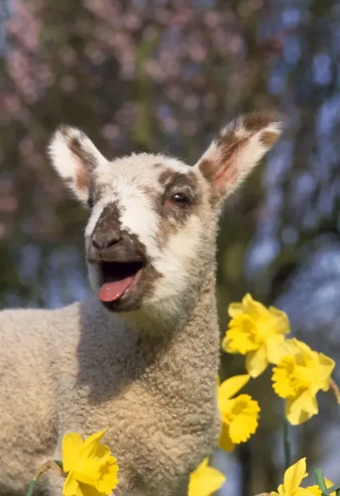 Framed Print : Lamb - in daffodils Framed Print : Lamb - in daffodils