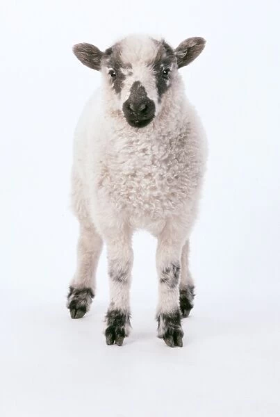 Lamb JD 6549 Studio shot, white background Ovis domesticus © John Daniels  /  ARDEA LONDON