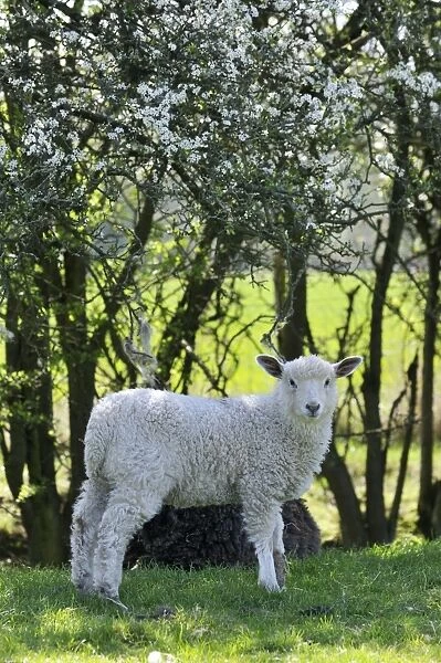 LAMB. Lamb in field