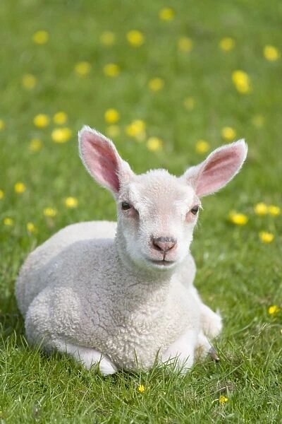 Lamb Sitting in meadow with buttercups Buxton Derbyshire UK
