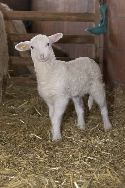 Lamb in winter stall