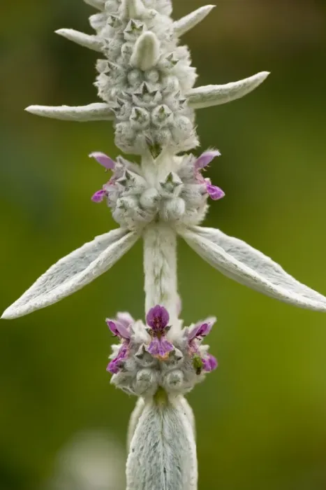 Framed Print : Lamb's ear, Stachys byzantina. Common garden plant, from SE Europe Framed Print : Lamb's ear, Stachys byzantina. Common garden plant, from SE Europe