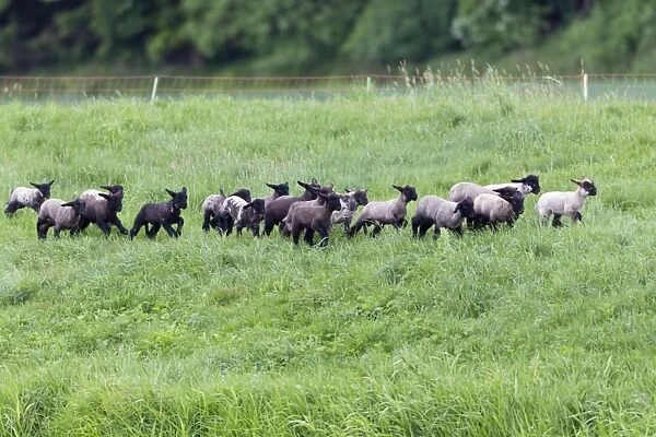 Lambs - group playing on meadow - Hessen - Germany