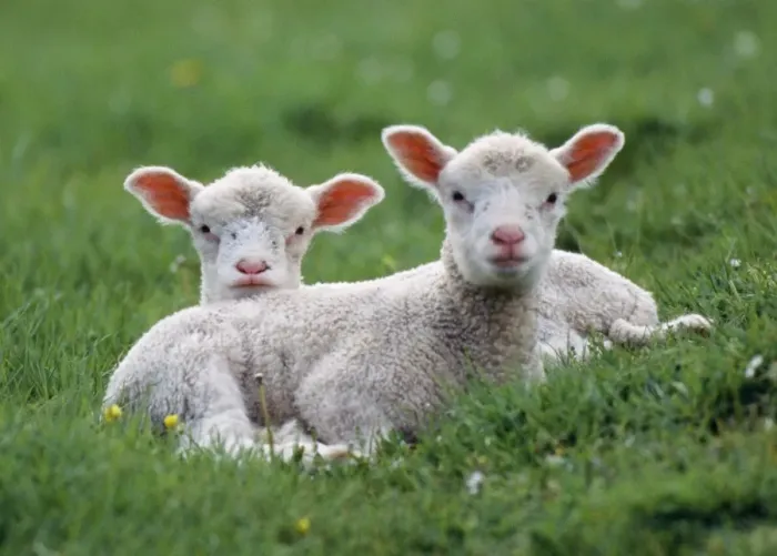 Framed Print : LAMBS - two lying down in field Framed Print : LAMBS - two lying down in field