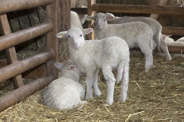Lambs in winter stall