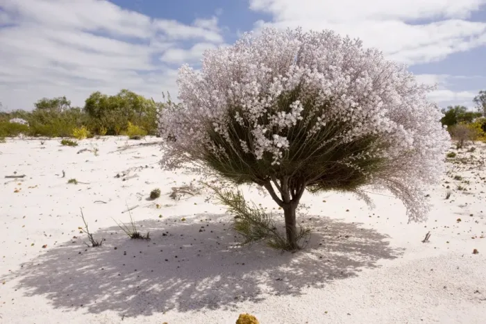 Framed Print : Lambswool Bush - growing on sand in Kwongan heath, Alexander Morrison National Park, Western Australia Framed Print : Lambswool Bush - growing on sand in Kwongan heath, Alexander Morrison National Park, Western Australia