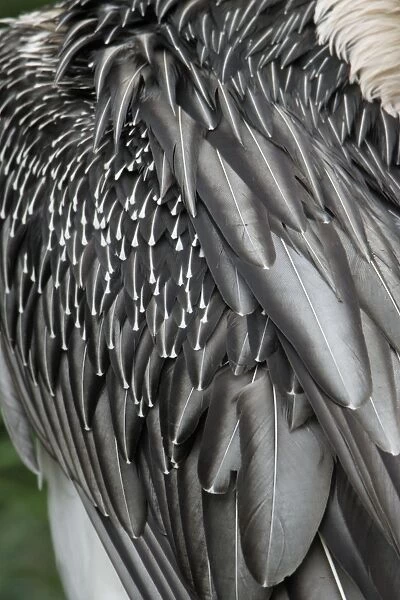 Lammegeier - detailed study of shoulder and wing feathers, Lower Saxony, Germany