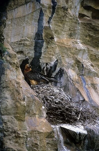 Lammergeier - adult at nest