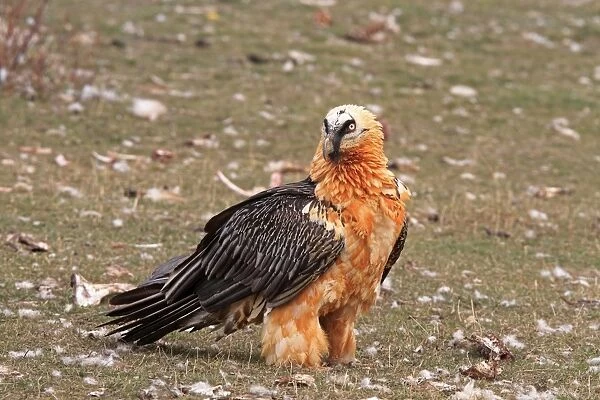 Lammergeier  /  Bearded Vulture - adult. Pyrenees - Spain