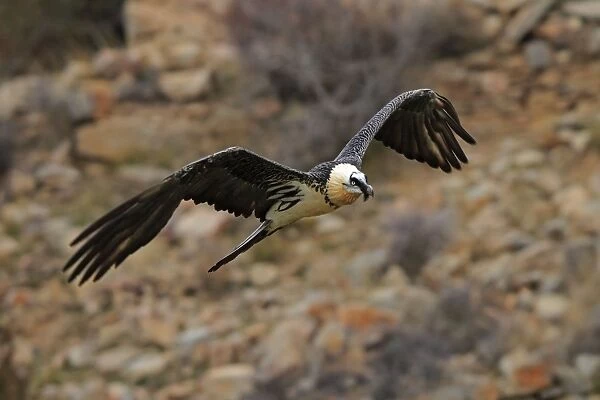 Lammergeier  /  Bearded Vulture - adult in flight at feeding station. Pyrenees - Spain