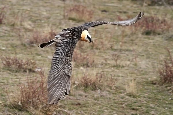 Lammergeier  /  Bearded Vulture - adult in flight. Pyrenees - Spain