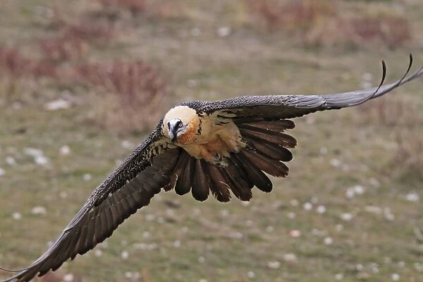 Lammergeier  /  Bearded Vulture - adult in flight at feeding station. Pyrenees - Spain