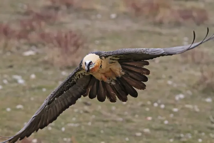 Framed Print : Lammergeier / Bearded Vulture - adult in flight at feeding station. Pyrenees - Spain Framed Print : Lammergeier / Bearded Vulture - adult in flight at feeding station. Pyrenees - Spain