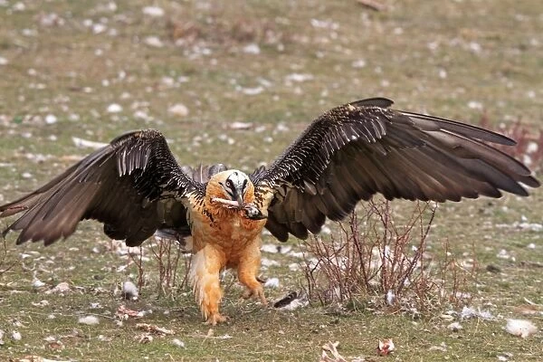 Lammergeier  /  Bearded Vulture - adult with food. Pyrenees - Spain