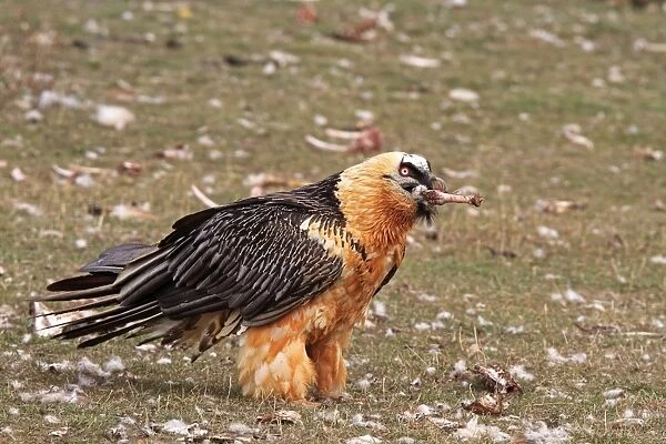 Lammergeier  /  Bearded Vulture - adult with food. Pyrenees - Spain