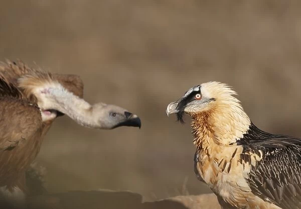 Lammergeier  /  Bearded Vulture - adult with Griffon Vulture (Gyps fulvus) - Spanish Pyrenees - January