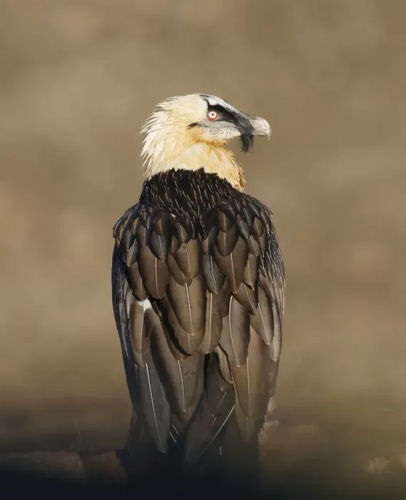 Framed Print : Lammergeier / Bearded Vulture - adult - Spanish Pyrenees - January Framed Print : Lammergeier / Bearded Vulture - adult - Spanish Pyrenees - January