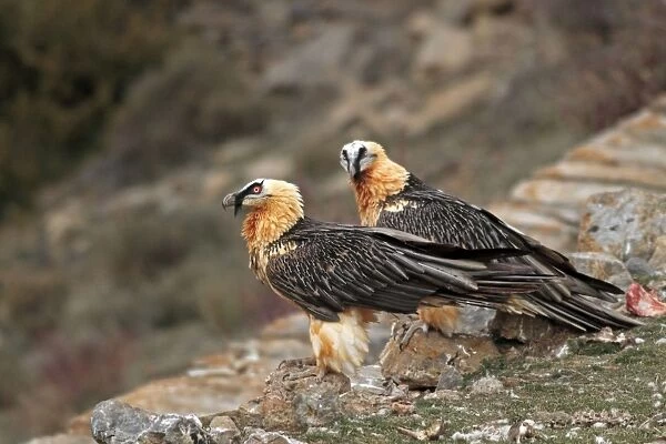 Lammergeier  /  Bearded Vulture - adults at feeding station. Pyrenees - Spain