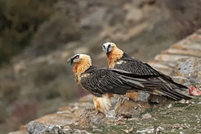Framed Print : Lammergeier / Bearded Vulture - adults at feeding station. Pyrenees - Spain Framed Print : Lammergeier / Bearded Vulture - adults at feeding station. Pyrenees - Spain