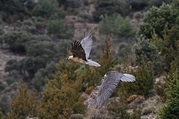 Lammergeier  /  Bearded Vulture - adults in flight at feeding station. Pyrenees - Spain
