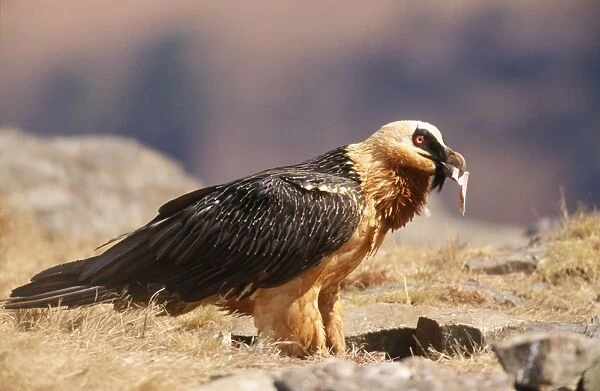 Lammergeier  /  Bearded Vulture - with bone in beak